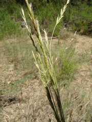 Helictochloa bromoides