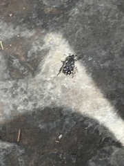 Heterocnemis graeca