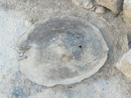 Discus ray (Paratrygon aiereba) — Potamotrygonidae — 2