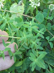 Hypericum maculatum obtusiusculum
