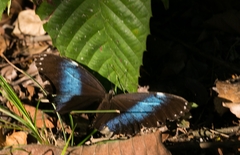Morpho
