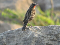 Leistes superciliaris