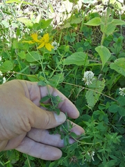 Hypericum maculatum obtusiusculum