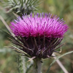 Carduus nutans micropterus