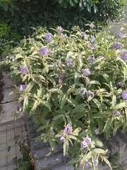Solanum elaeagnifolium