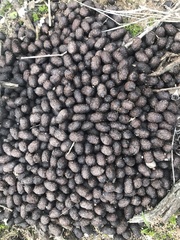 Raphicerus campestris