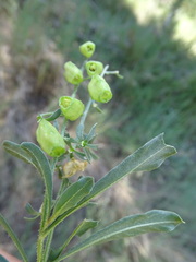 Reseda phyteuma