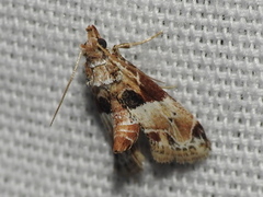 Neodavisia melusina