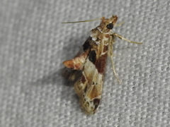 Neodavisia melusina