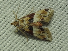 Neodavisia melusina