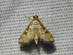 Hileithia magualis