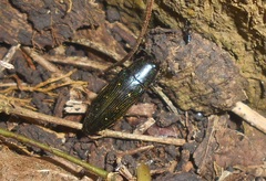 Chrysesthes tripunctata