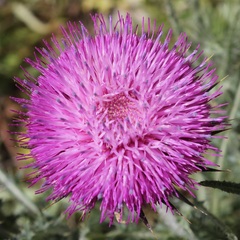 Carduus nutans micropterus