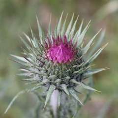 Carduus nutans micropterus