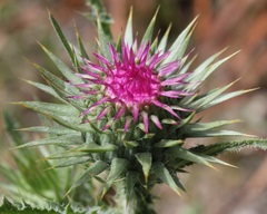 Carduus nutans micropterus