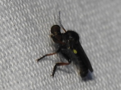 Hadrokolos texanus