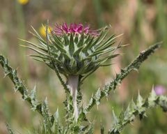 Carduus nutans micropterus