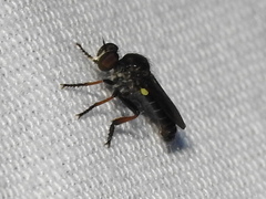 Hadrokolos texanus