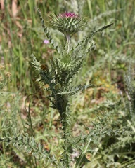Carduus nutans micropterus