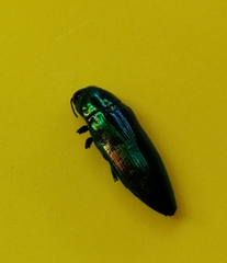 Eurythyrea