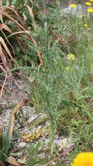 Carduus nutans micropterus