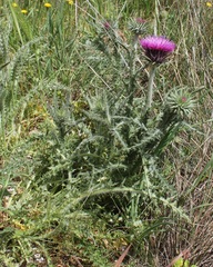 Carduus nutans micropterus