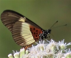 Acraea aganice