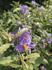 Solanum elaeagnifolium