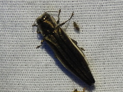 Agrilus macer