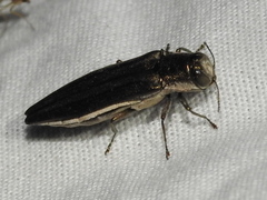 Agrilus macer