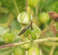 Heterotoma planicornis