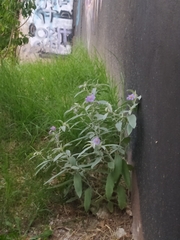 Solanum elaeagnifolium