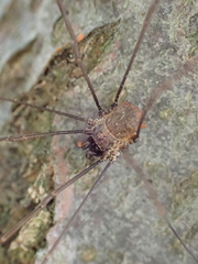 Dasylobus graniferus