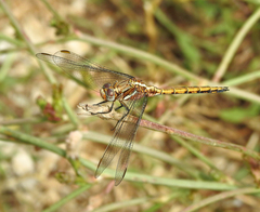 Orthetrum chrysostigma