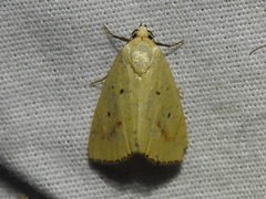 Marimatha quadrata