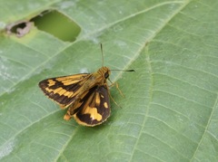 Taractrocera luzonensis