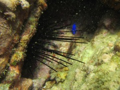 Microspathodon dorsalis