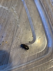 Polyphaga