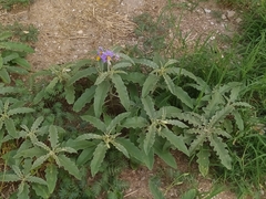 Solanum elaeagnifolium