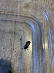 Polyphaga