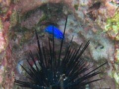 Microspathodon dorsalis