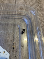 Polyphaga