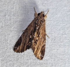 Ercheia dubia