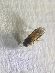 Athalia cordata