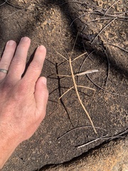 Bactricia bituberculata