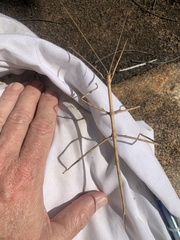 Bactricia bituberculata