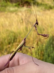 Hemiempusa capensis