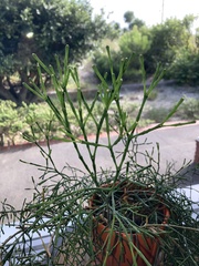 Hatiora salicornoides