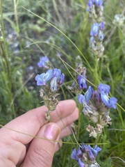 Oxytropis borealis