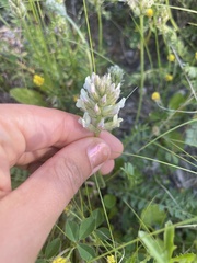 Oxytropis borealis